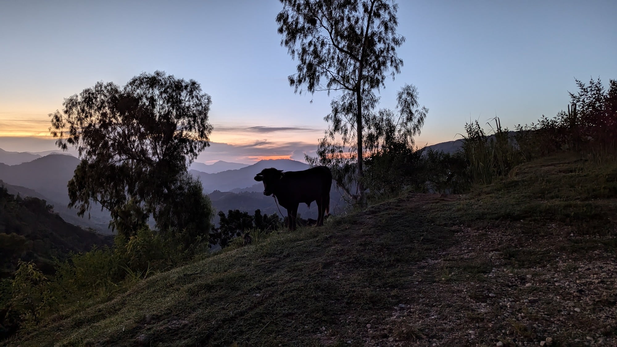 12OCT24.Fondwa.Cow_at_sunrise.Animals