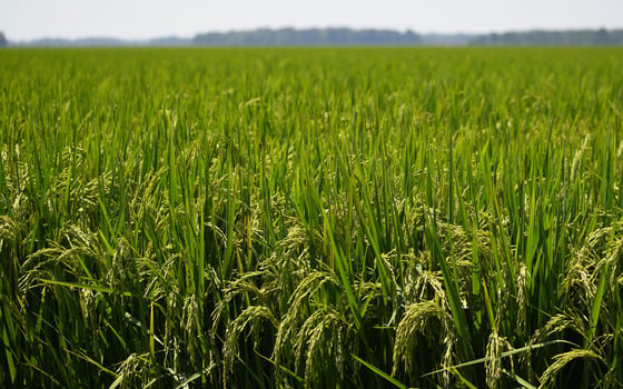 rice